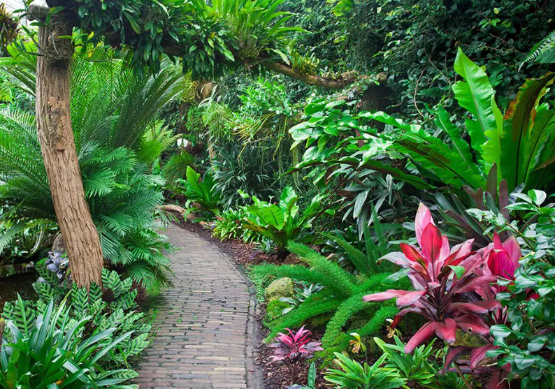 Tropical Landscape